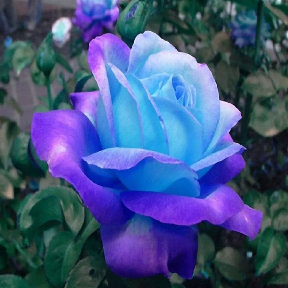 Rare Blue Pink Roses Plant Seeds Balcony Garden Potted Rose Flowers