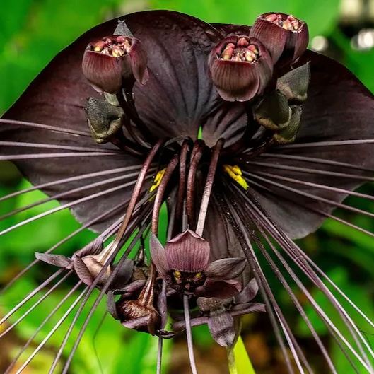 Black Bat Flower   Tacca chantrieri   