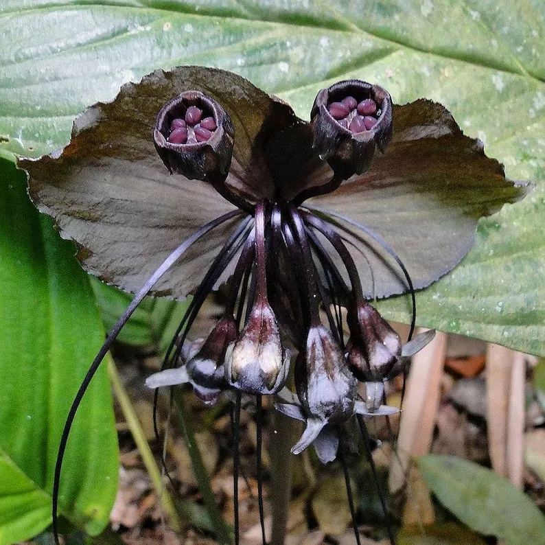Black Bat Flower   Tacca chantrieri   