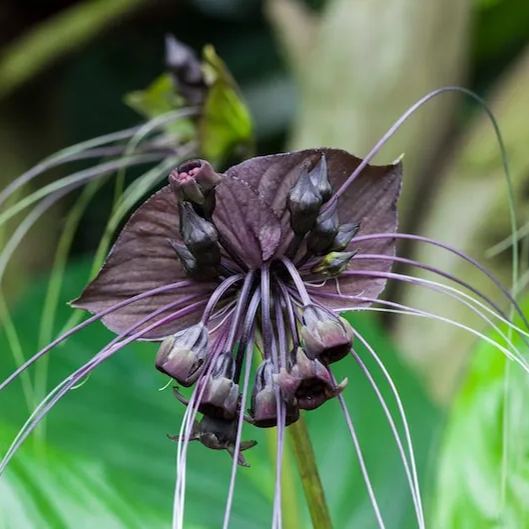 Black Bat Flower   Tacca chantrieri   