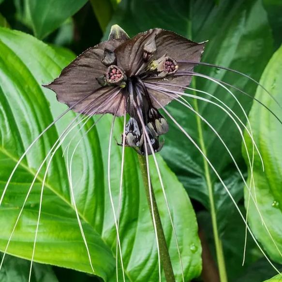 Black Bat Flower   Tacca chantrieri   