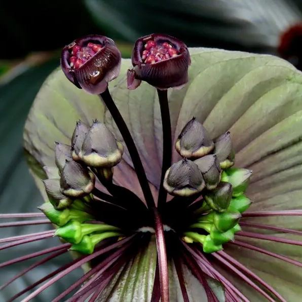 Tacca Chantrieri/Black Bat Flower Seeds