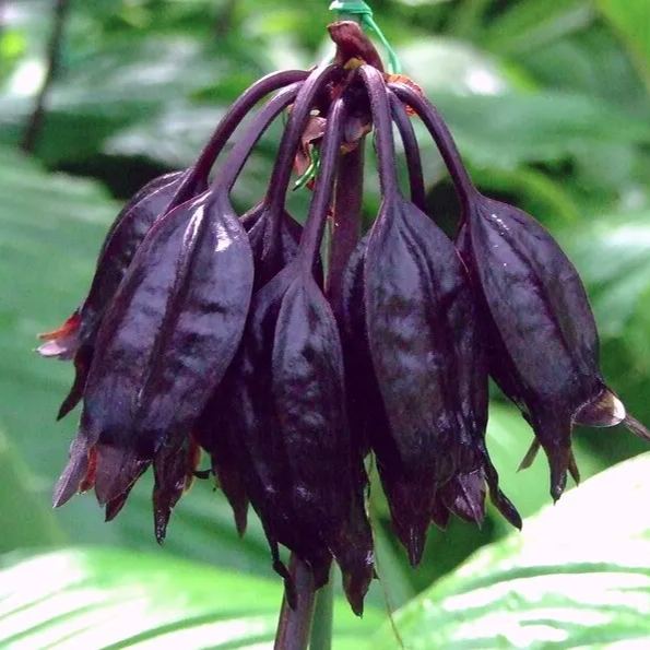 Black Bat Flower   Tacca chantrieri   