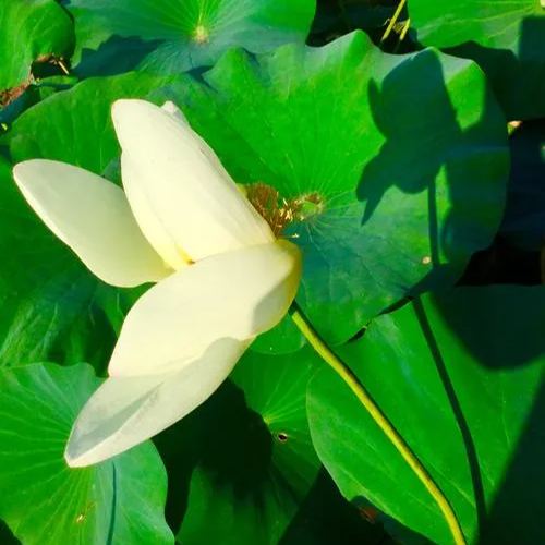 50Pcs Phalaenopsis Orchid Seeds Bonsai Butterfly Flower Indoor Garden Plant