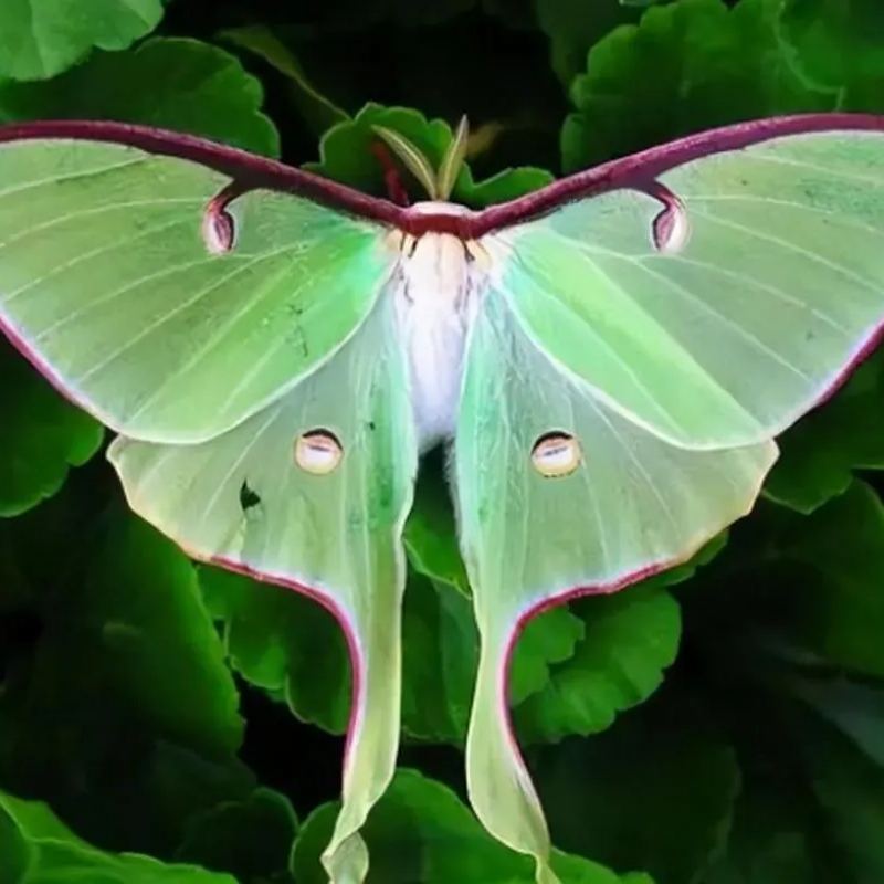 50Pcs Phalaenopsis Orchid Seeds Bonsai Butterfly Flower Indoor Garden Plant