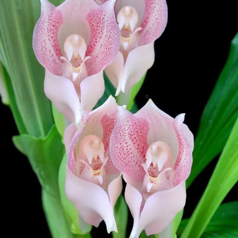 Swaddled Babies Orchid Seeds Anguloa Uniflora Unique Houseplant