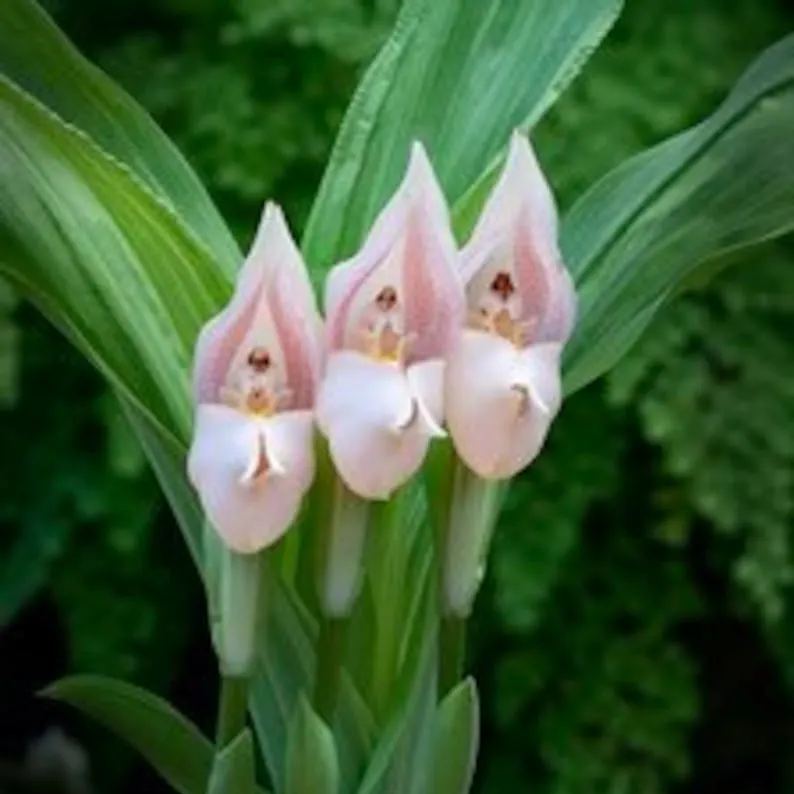 Swaddled Babies Orchid Seeds Anguloa Uniflora Unique Houseplant