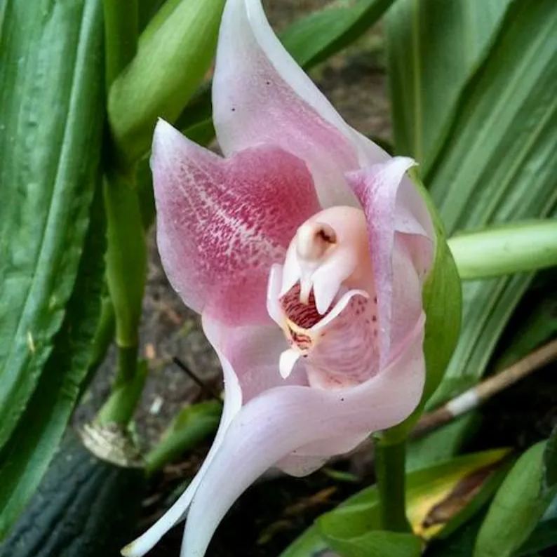 Swaddled Babies Orchid Seeds Anguloa Uniflora Unique Houseplant