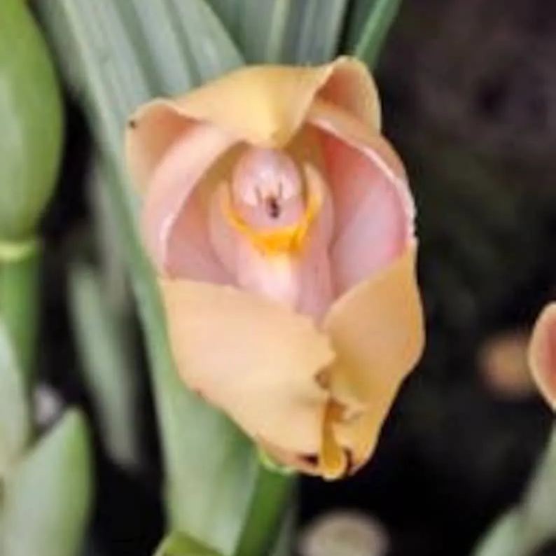 Swaddled Babies Orchid Seeds Anguloa Uniflora Unique Houseplant