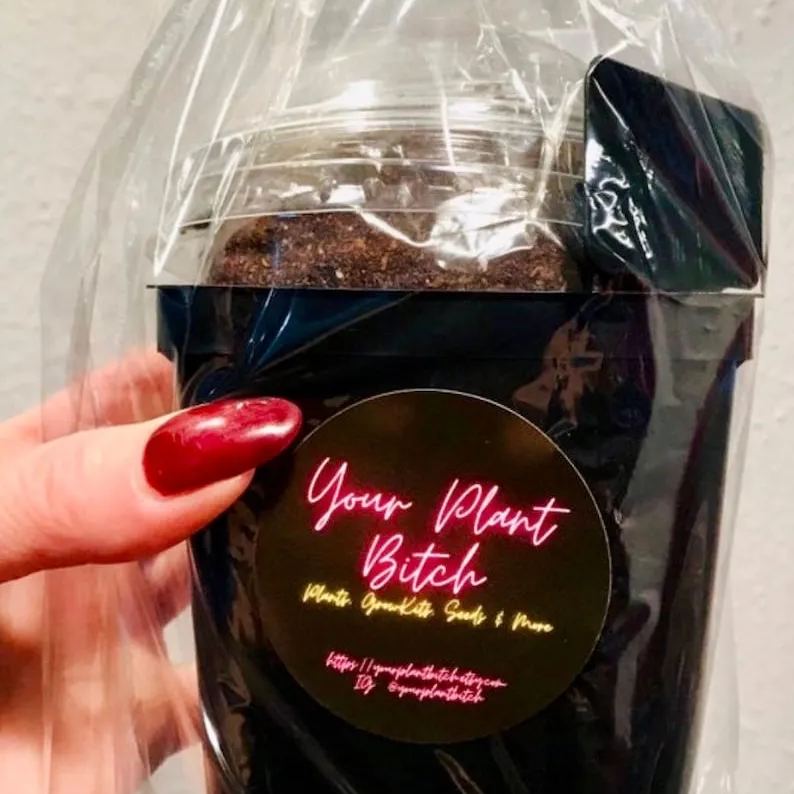 Swaddled Babies Orchid Seeds Anguloa Uniflora Unique Houseplant