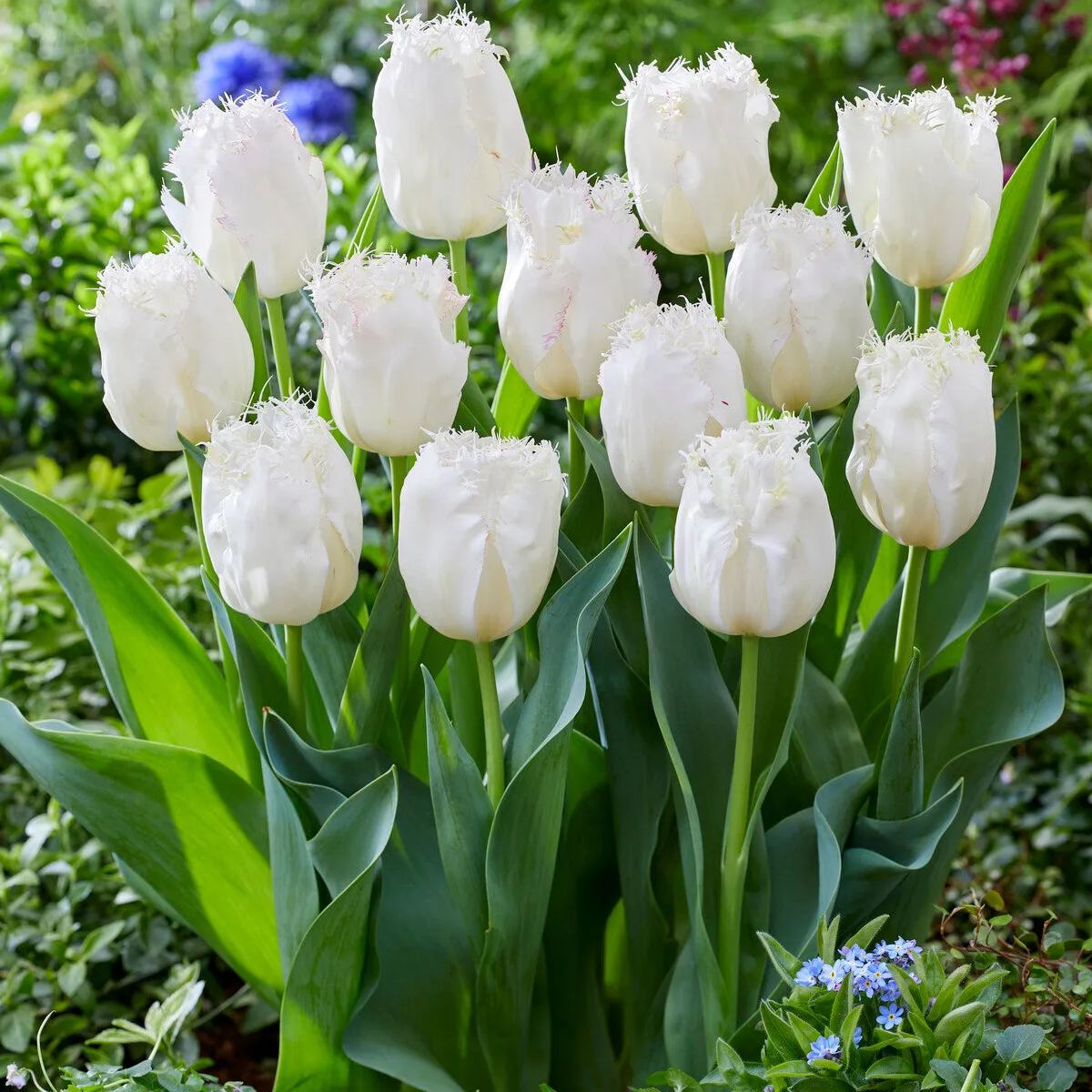 Tulip 'Lady Smile'