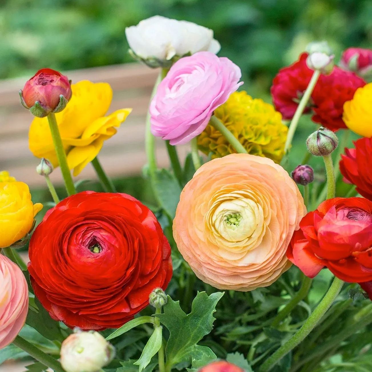 Mixed color buttercups straight from the source of high quality flowers