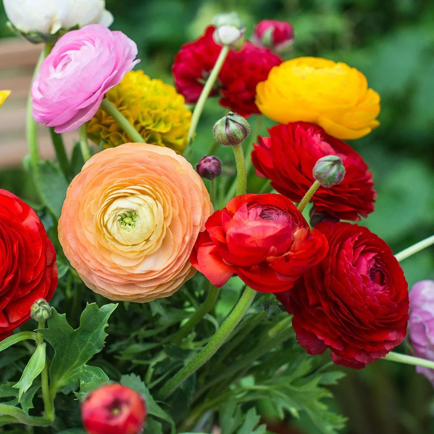Mixed color buttercups straight from the source of high quality flowers