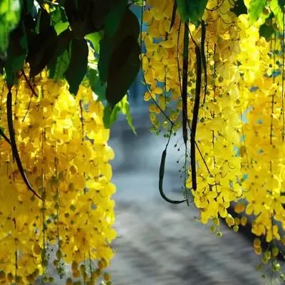 Rare Jade Heirloom Jade Vine Seeds ~ Strongylodon Macrobotrys ~ Emerald Vine ~ Emerald Creeper ~ Exotic