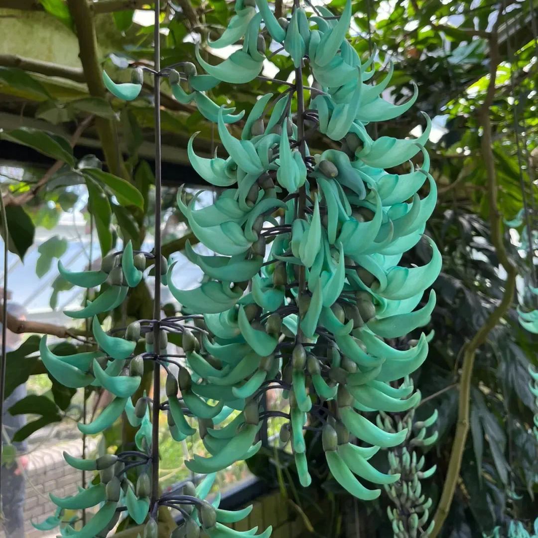 Rare Jade Heirloom Jade Vine Seeds ~ Strongylodon Macrobotrys ~ Emerald Vine ~ Emerald Creeper ~ Exotic