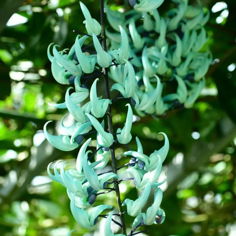 Rare Jade Heirloom Jade Vine Seeds ~ Strongylodon Macrobotrys ~ Emerald Vine ~ Emerald Creeper ~ Exotic