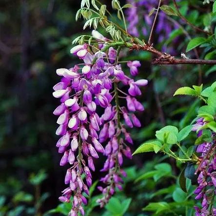 Rare Jade Heirloom Jade Vine Seeds ~ Strongylodon Macrobotrys ~ Emerald Vine ~ Emerald Creeper ~ Exotic