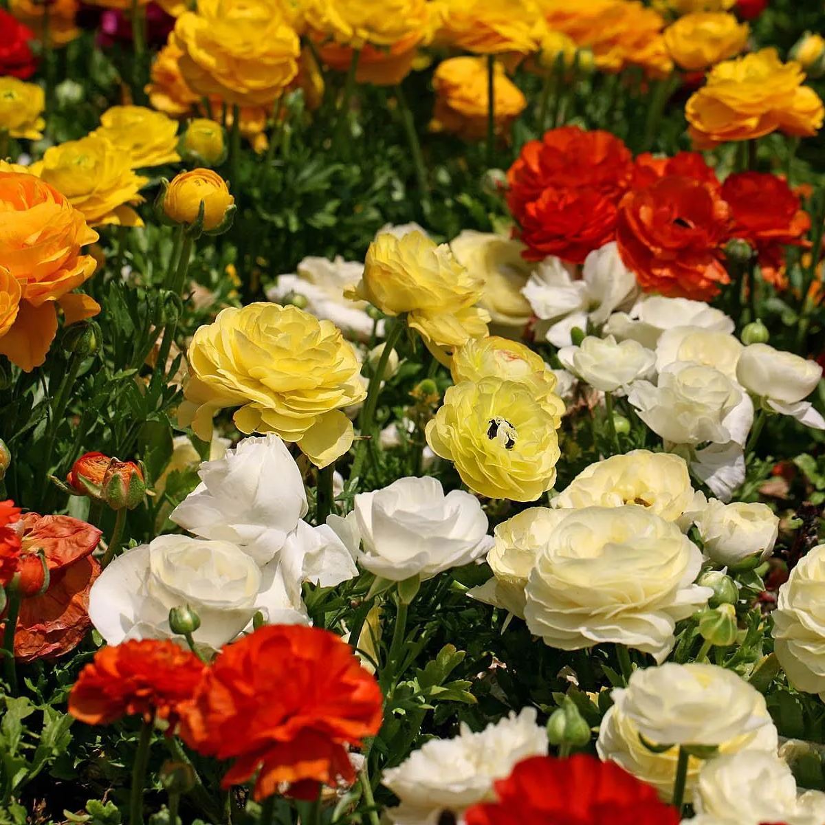Mixed color buttercups straight from the source of high quality flower