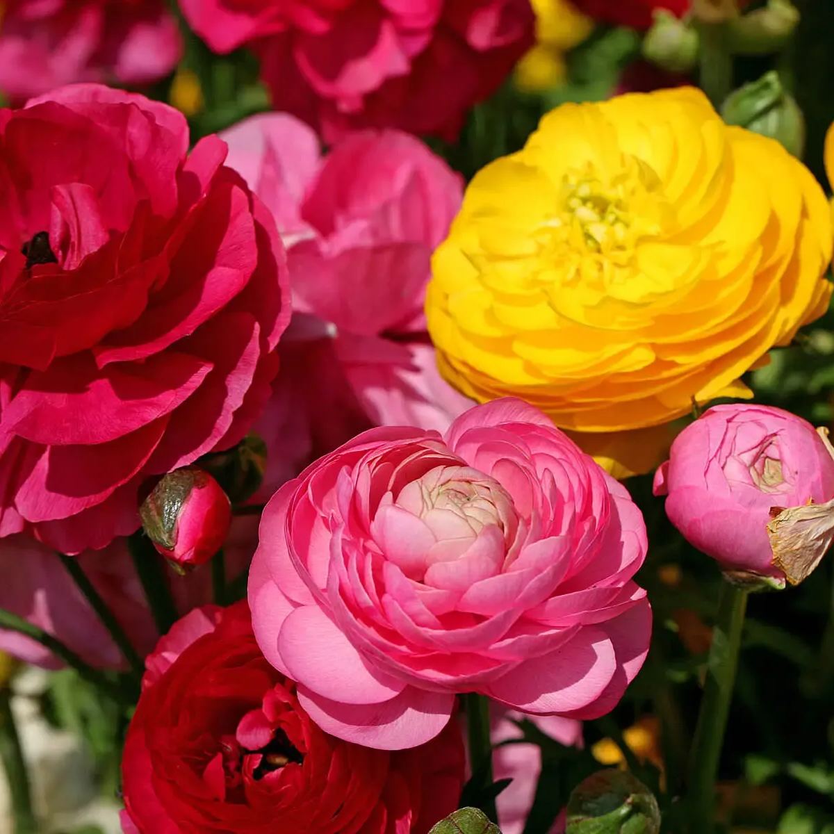 Mixed color buttercups straight from the source of high quality flowers