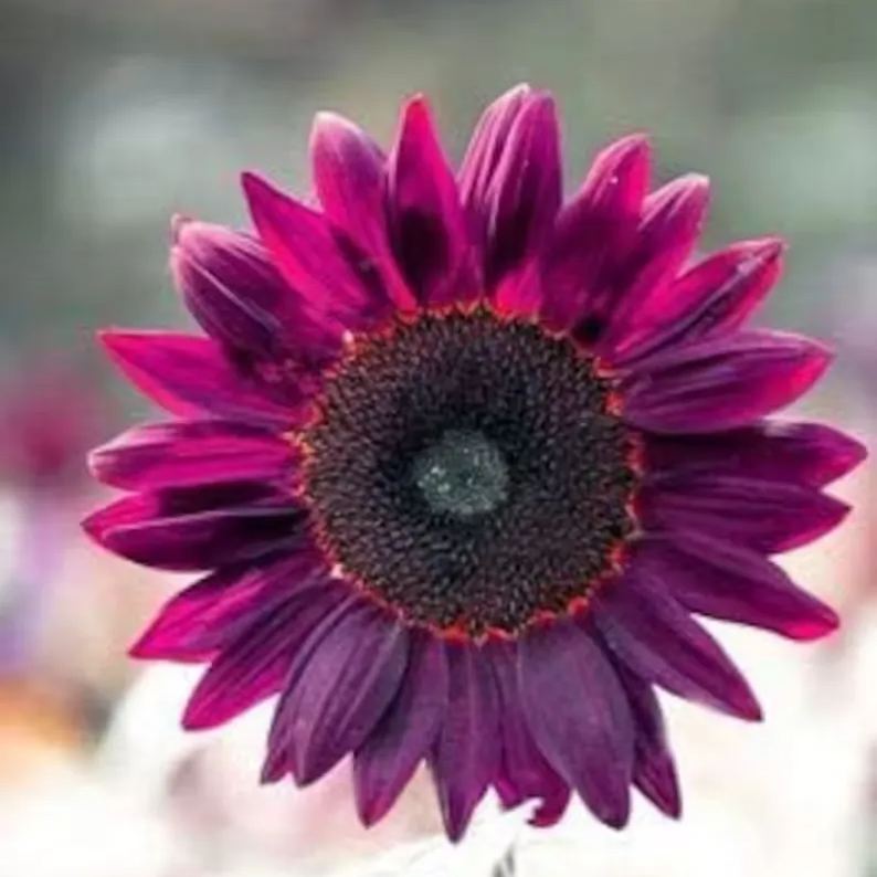 Purple-colored sunflower Beautiful brilliant color sparkles with rare flowers 