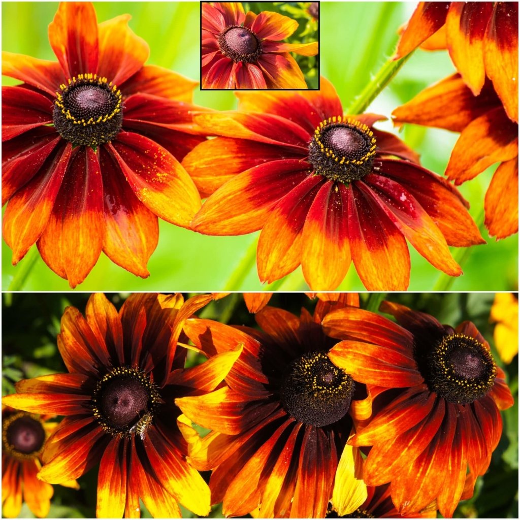 Rudbeckia - Autumn Colours seeds