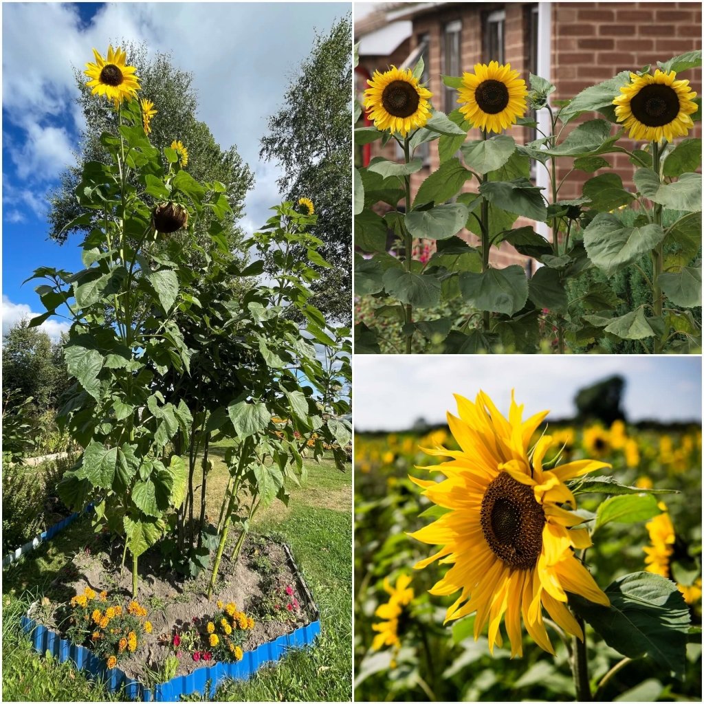 Sunflower - Radiance seeds