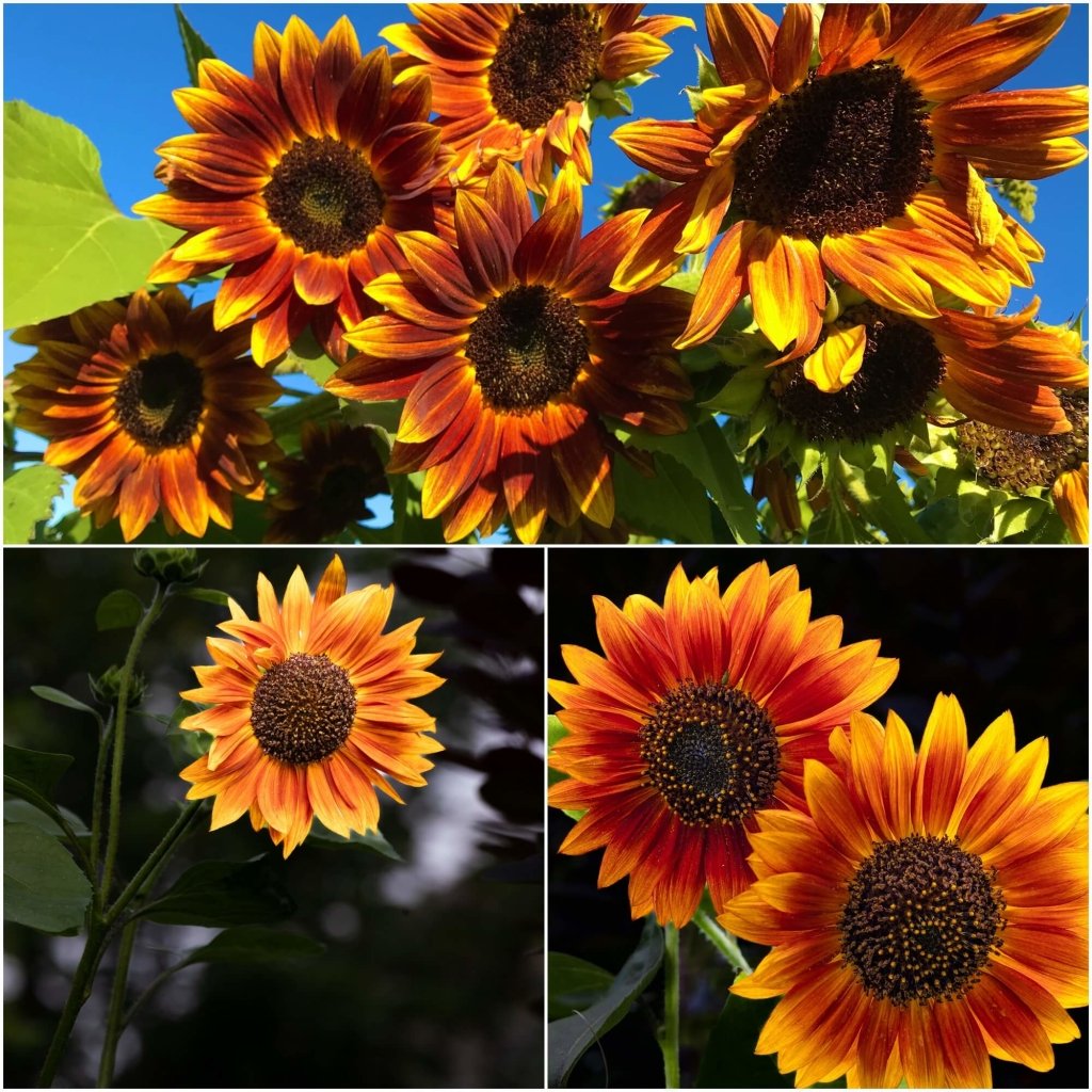 Sunflower - Solar Eclipse seeds