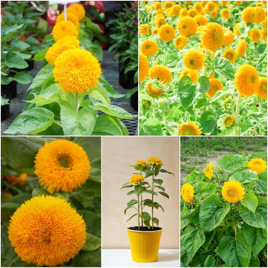 Sunflower Teddy Bear seeds