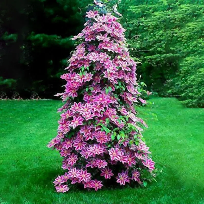 Egrow 100Pcs Clematis Flower Seeds Perennial Vines Climbing Clematis Plant Seed Garden Decoration Egrow 100Pcs Clematis Flower Seeds Perennial Vines Climbing Clematis Plant Seed Garden Decoration
