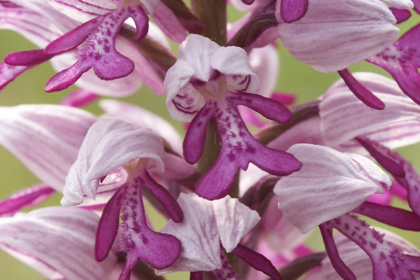 The most blushing flower in the world: The flower looks like a naked man wearing a straw hat (lifelike image) Picture 4