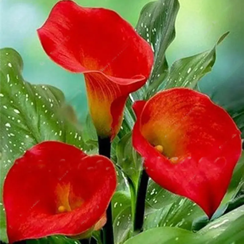 Egrow 50 PCS Calla Lily Seeds Garden Balcony Potted Perennial Flower Seeds Bonsai Ivy Flowers Egrow 50 PCS Calla Lily Seeds Garden Balcony Potted Perennial Flower Seeds Bonsai Ivy Flowers