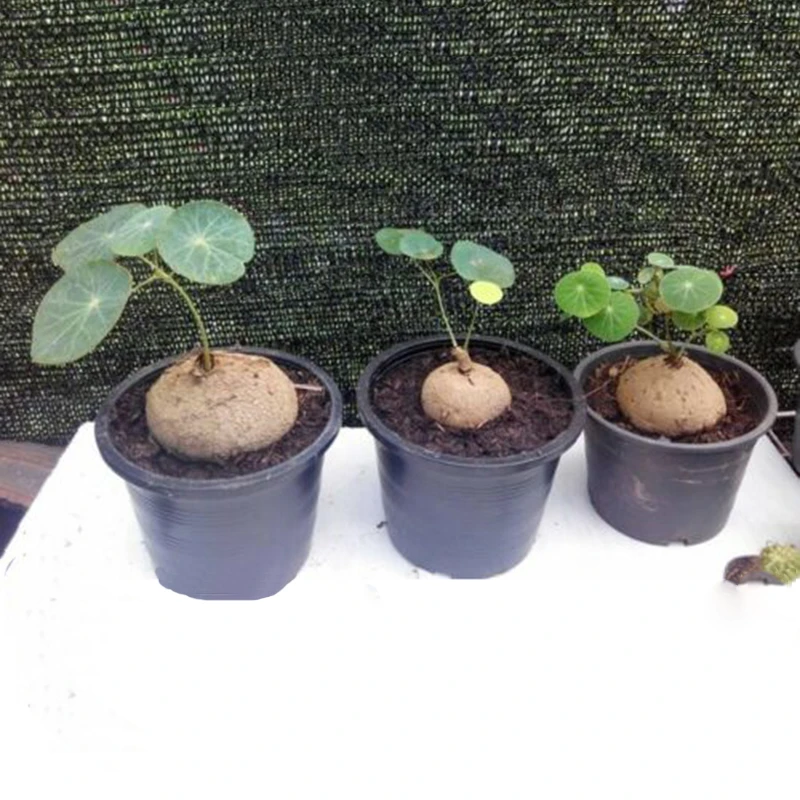 Egrow 5 Pcs/Pack Stephania Erecta Seeds Buib Bonsai Tree for Home Garden Plant