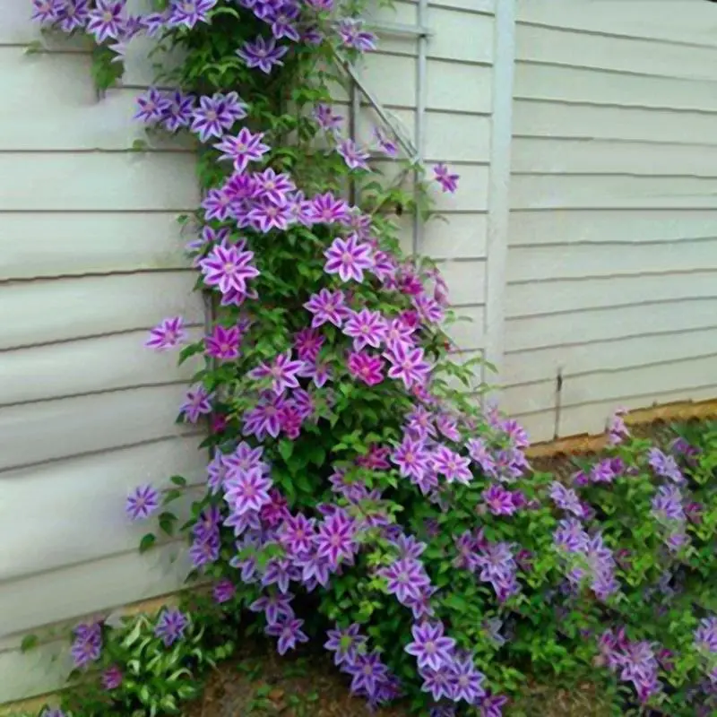 Egrow 100Pcs Clematis Flower Seeds Perennial Vines Climbing Clematis Plant Seed Garden Decoration Egrow 100Pcs Clematis Flower Seeds Perennial Vines Climbing Clematis Plant Seed Garden Decoration