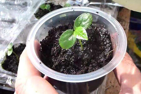 百香果种子什么时候种，用纸巾怎么催芽？ 第4张