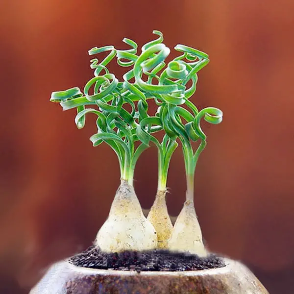 Egrow 100Pcs/Bag Sprial Grass Seeds Green Succulents Plants Garden DIY Bonsai Potted Flower Seed Egrow 100Pcs/Bag Sprial Grass Seeds Green Succulents Plants Garden DIY Bonsai Potted Flower Seed