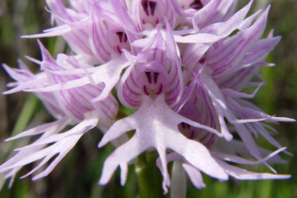 The most blushing flower in the world: The flower looks like a naked man wearing a straw hat (lifelike image) Picture 2