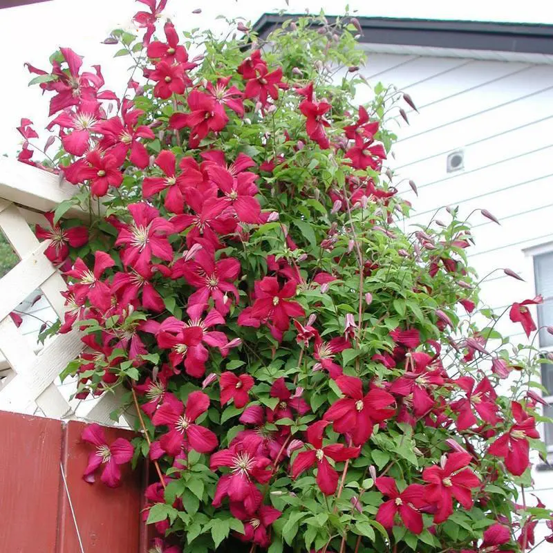 Egrow 100Pcs Clematis Flower Seeds Perennial Vines Climbing Clematis Plant Seed Garden Decoration Egrow 100Pcs Clematis Flower Seeds Perennial Vines Climbing Clematis Plant Seed Garden Decoration