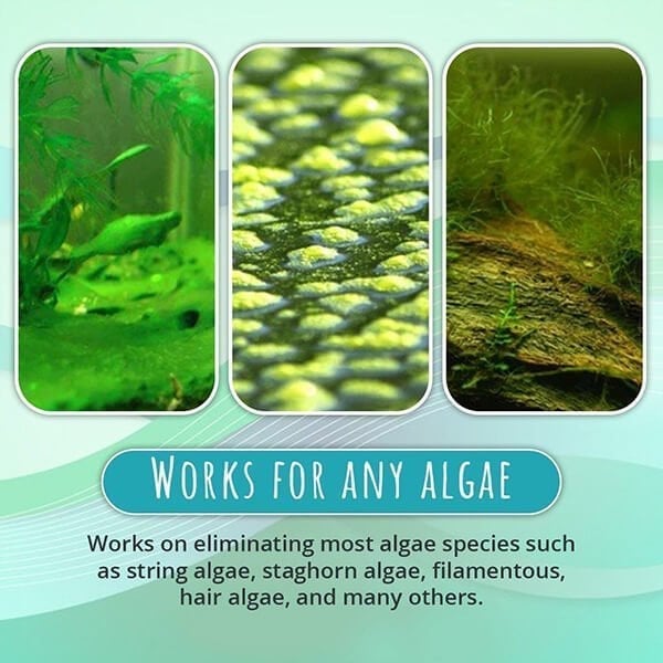 🔥Last Day 49% OFF - 🌺NEW Algae Repellent Agent