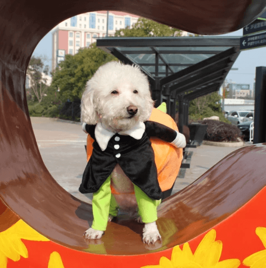 🔥Last Week 60% OFF🔥Dog Pumpkin Halloween Costume -🎁Buy 2 FREE SHIPPING