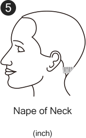 Nape of Neck